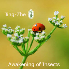 Read more about the article Jing-zhe惊蛰: Awakening of insects