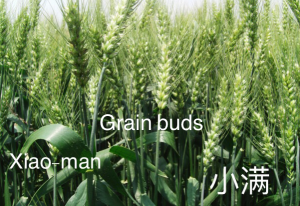 grain buds